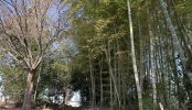 畑･ハウス資材置場･竹林通路(2584)｜東京