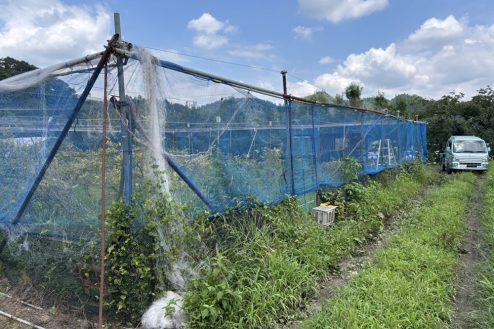 10.小川に隣接する田んぼとビニールハウス