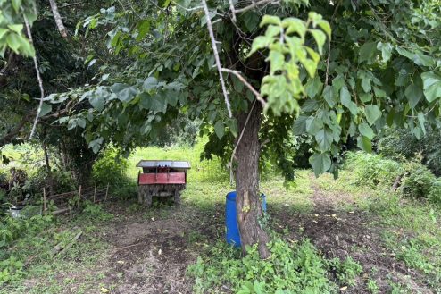 9.小川に隣接する田んぼとビニールハウス