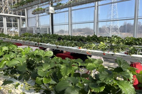8.次世代型いちごハウス