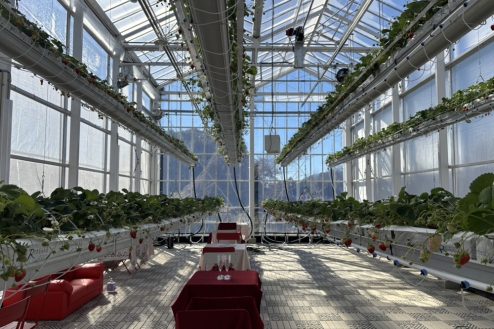 次世代型いちごハウス(25151)｜苺･近未来･LEDﾗｲﾄ･ﾗｲﾄｱｯﾌﾟ･幻想的･ｽﾄﾛﾍﾞﾘｰ･狩り